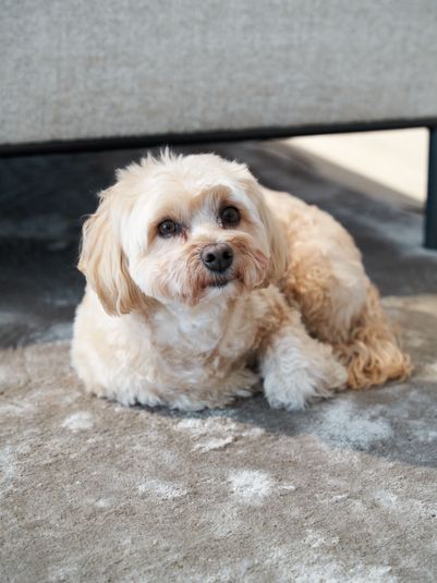 Luxunser kleiner Havaneser